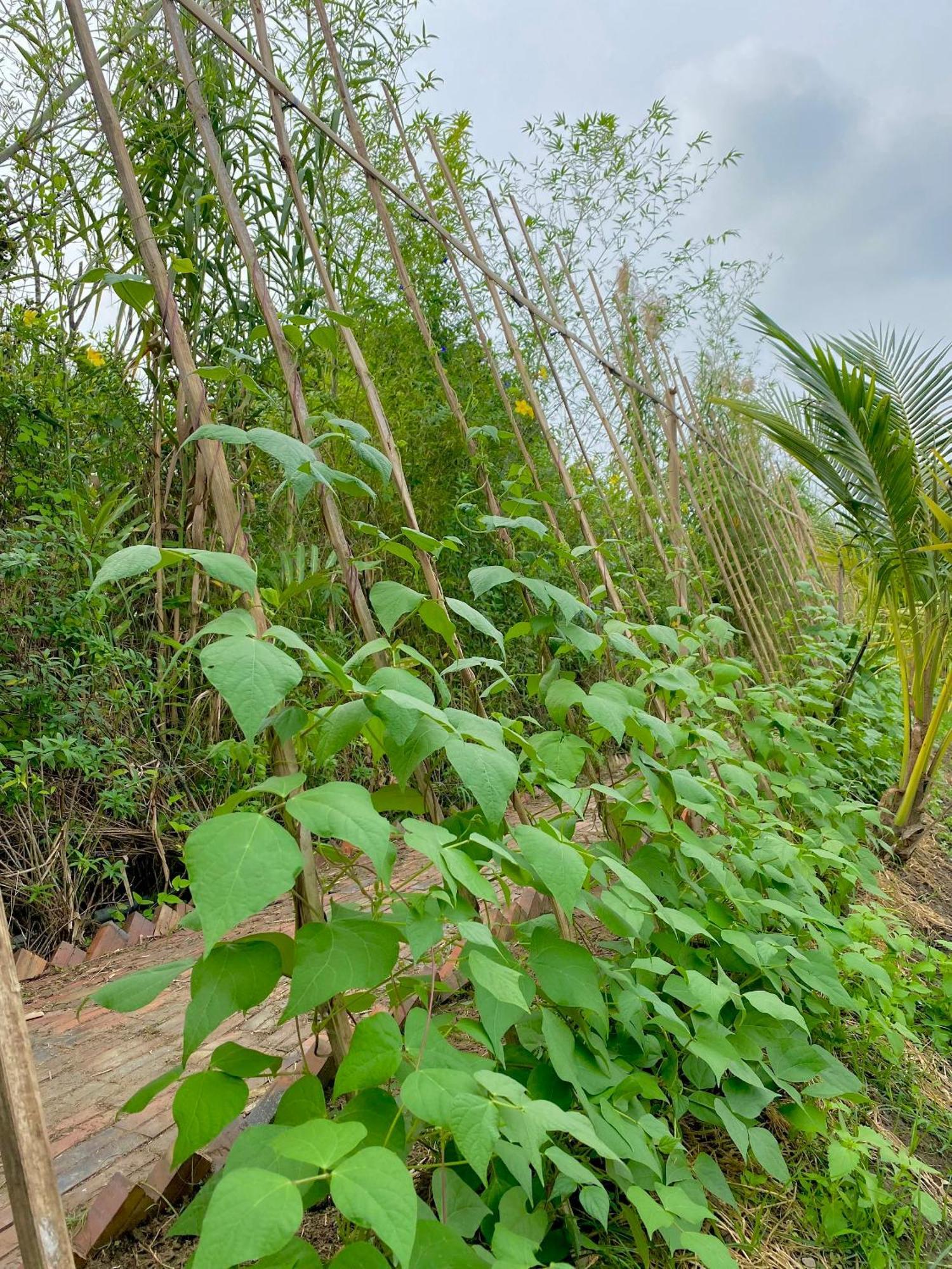 קאן טו Mekong Silt Ecolodge מראה חיצוני תמונה